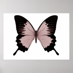Big Red en Black Butterfly Poster