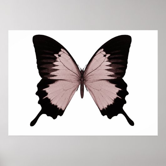 Big Red en Black Butterfly Poster (Voorkant)