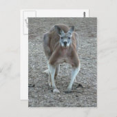 Big Red Kangaroo Briefkaart (Voorkant / Achterkant)
