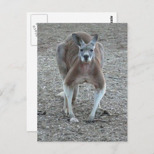 Big Red Kangaroo Briefkaart (Voorkant / Achterkant)