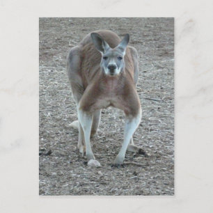 Big Red Kangaroo Briefkaart