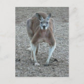 Big Red Kangaroo Briefkaart (Voorkant)
