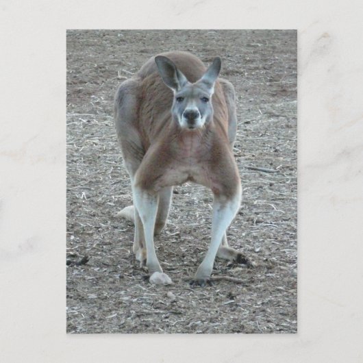 Big Red Kangaroo Briefkaart (Voorkant)