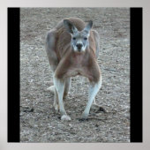 Big Red Kangaroo Print (Voorkant)