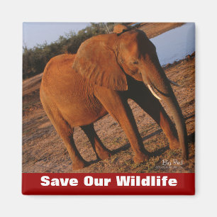 Big Red redt ons leven Magneet