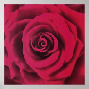 Big Red Rose Poster