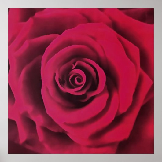 Big Red Rose Poster (Voorkant)
