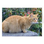 Big Red Tabby (Voorkant Horizontaal)
