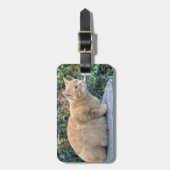 Big Red Tabby Bagagelabel (Voorkant verticaal)