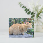 Big Red Tabby Briefkaart (Staand voorkant)