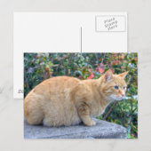 Big Red Tabby Briefkaart (Voorkant / Achterkant)