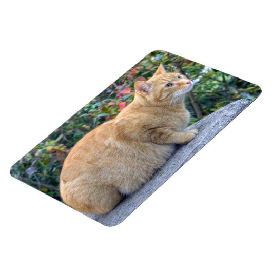 Big Red Tabby Magneet (Linkerzijde)