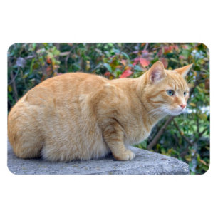 Big Red Tabby Magneet
