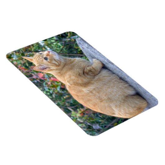 Big Red Tabby Magneet (Rechterzijde)