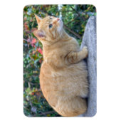 Big Red Tabby Magneet (Verticaal)