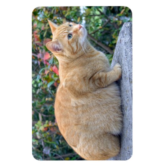 Big Red Tabby Magneet (Verticaal)