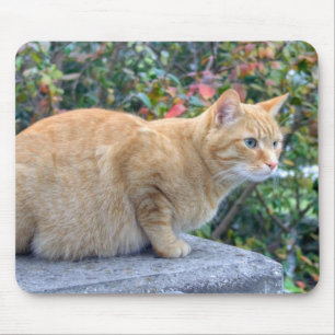 Big Red Tabby Muismat