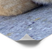 Big Red Tabby Poster (Hoek)