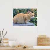 Big Red Tabby Poster (Keuken)