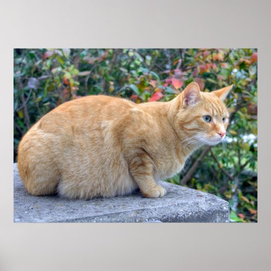 Big Red Tabby Poster (Voorkant)