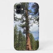 Big Red Tree, La Pine, OF Case-Mate iPhone Case (Achterkant)