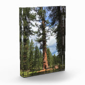 Big Red Tree, La Pine, OF Fotoblokken (Links)