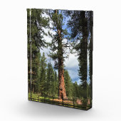 Big Red Tree, La Pine, OF Fotoblokken (Rechts)