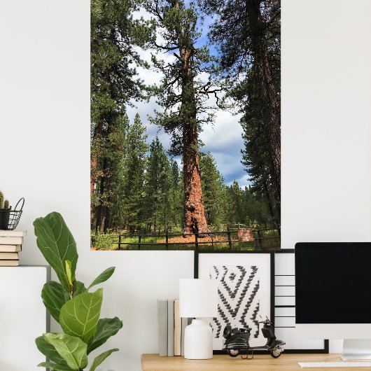 Big Red Tree, La Pine, OF Poster (Thuiskantoor)