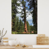 Big Red Tree, La Pine, OF Poster (Keuken)