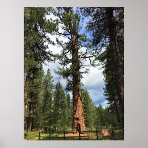 Big Red Tree, La Pine, OF Poster