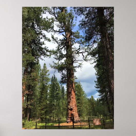 Big Red Tree, La Pine, OF Poster (Voorkant)