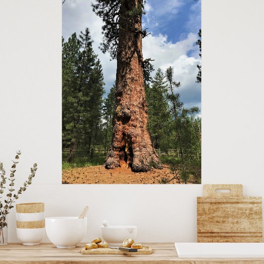 Big Red Tree, La Pine, OF Poster (Keuken)