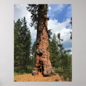 Big Red Tree, La Pine, OF Poster (Voorkant)