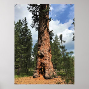 Big Red Tree, La Pine, OF Poster