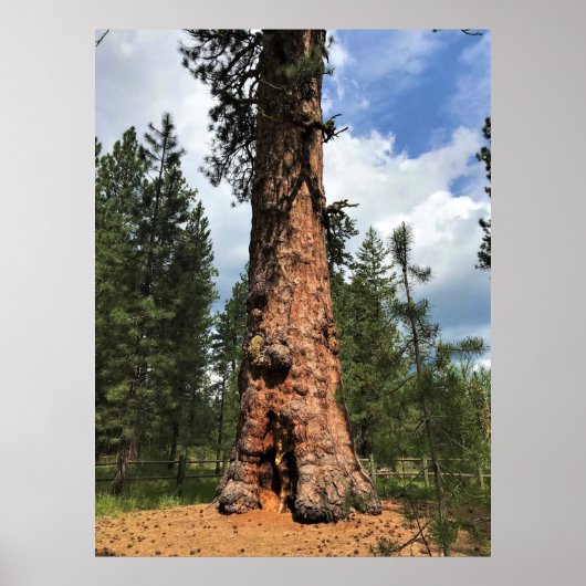 Big Red Tree, La Pine, OF Poster (Voorkant)