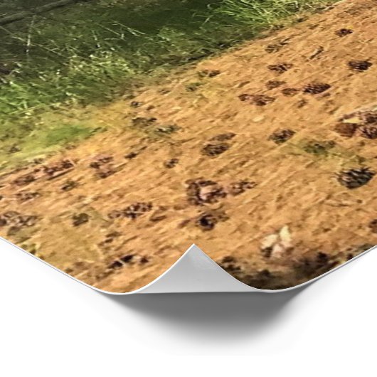 Big Red Tree, La Pine, OF Poster (Hoek)