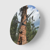 Big Red Tree, La Pine, OF Ronde Klok (Hoek)