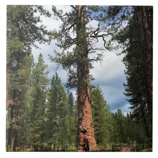 Big Red Tree, La Pine, OF Tegeltje (Voorkant)