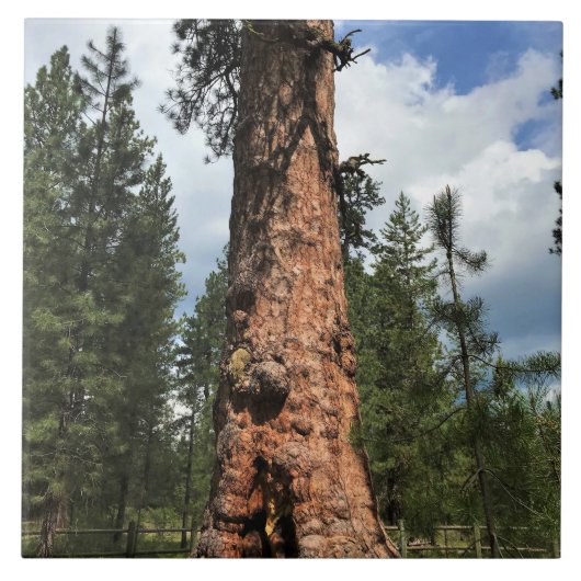 Big Red Tree, La Pine, OF Tegeltje (Voorkant)