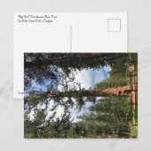 Big Red Tree, La Pine, Oregon Briefkaart (Voorkant / Achterkant)