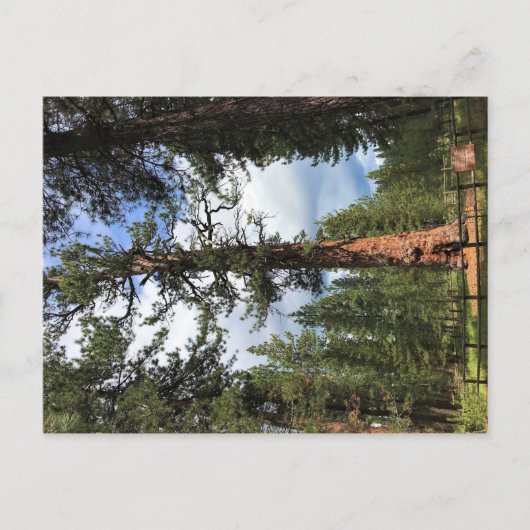 Big Red Tree, La Pine, Oregon Briefkaart (Voorkant)