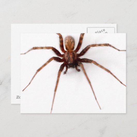 Big Scary Spider Briefkaart (Voorkant / Achterkant)