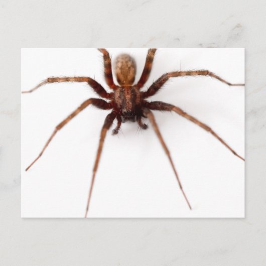 Big Scary Spider Briefkaart (Voorkant)