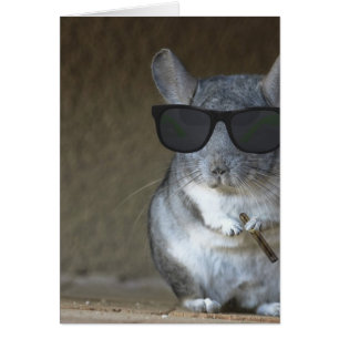 Big Shot Chinchilla