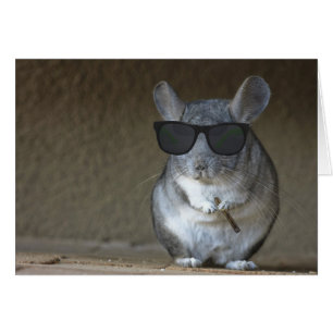 Big Shot Chinchilla