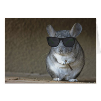 Big Shot Chinchilla