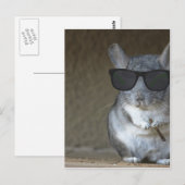 Big Shot Chinchilla Briefkaart (Voorkant / Achterkant)