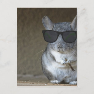 Big Shot Chinchilla Briefkaart