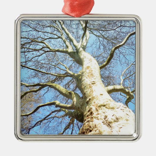 Big Sunny Tree Branches in Heavenly Blue Sky Metalen Ornament (Voorkant)
