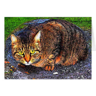 Big Tabby Cat